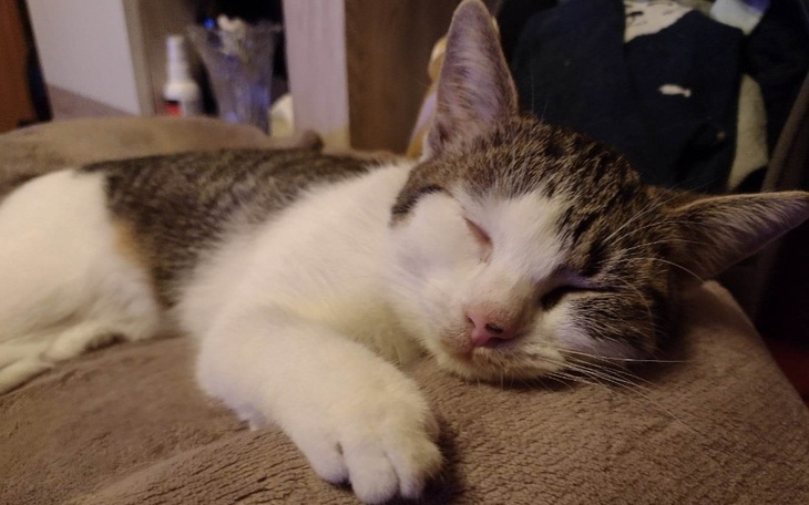 Zbiórka Sterylizacja kotki, karma do dt - zdjęcie główne