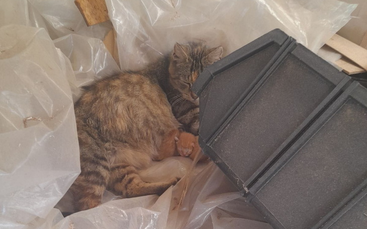 Zbiórka Bezdomniaki 3miejsko-kaszubskie - zdjęcie główne