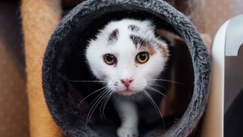 Zbiórka Dalej walczymy z nowotworem! - miniaturka zdjęcia