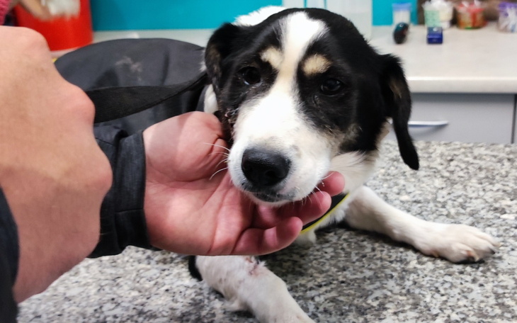 Pies w lecznicy weterynaryjnej, otrzymujący opiekę.