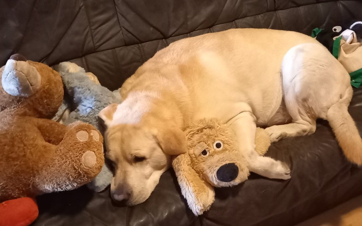 Labrador śpiący na kanapie z pluszakami.