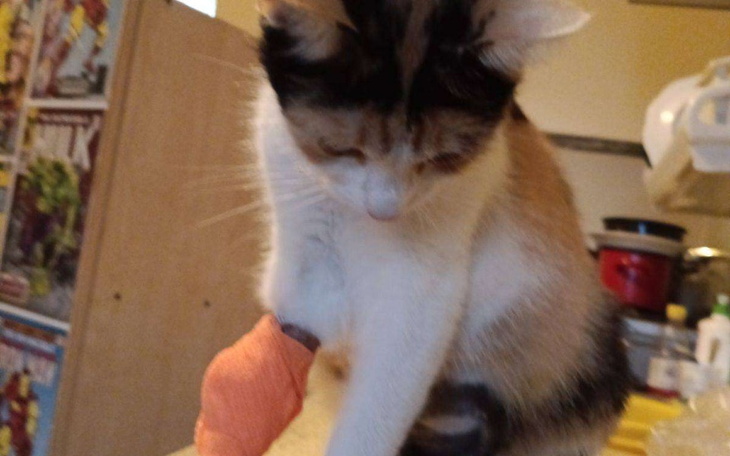 Zbiórka Leczenie kotki Trikolorki - zdjęcie główne