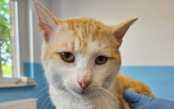 Zbiórka Boguś chce żyć - zdjęcie główne