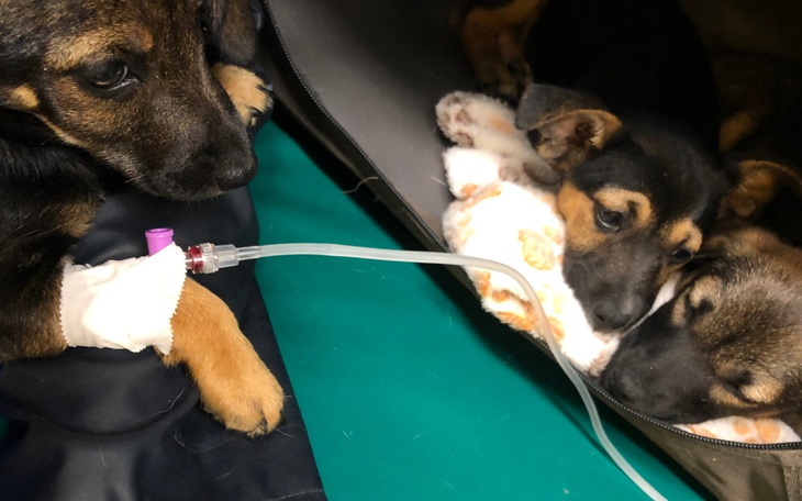 Zbiórka Chore szczeniaczki niziołki - zdjęcie główne