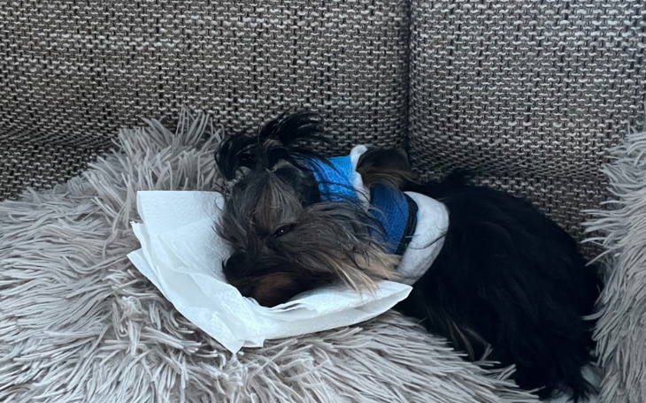 Zbiórka operacja dla szczeniaczka - zdjęcie główne