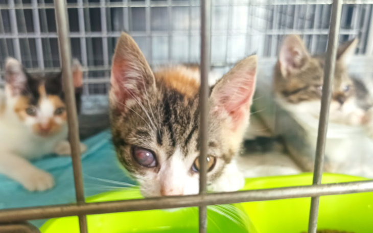 Koty w klatce, czekające na nowy dom.