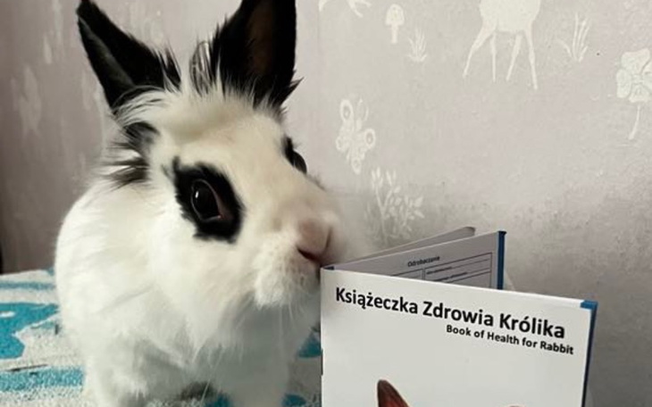Królik z białym futrem i czarnymi plamami, trzymający książeczkę zdrowia.