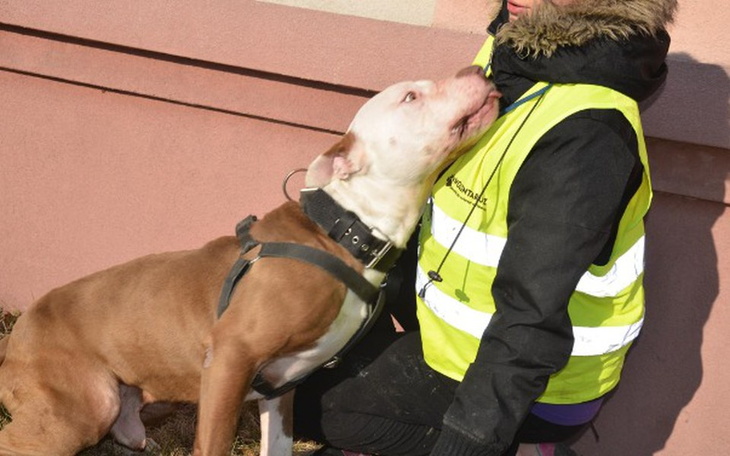 Zbiórka Amstaffy Niczyje -  pomóż  !!! - zdjęcie główne