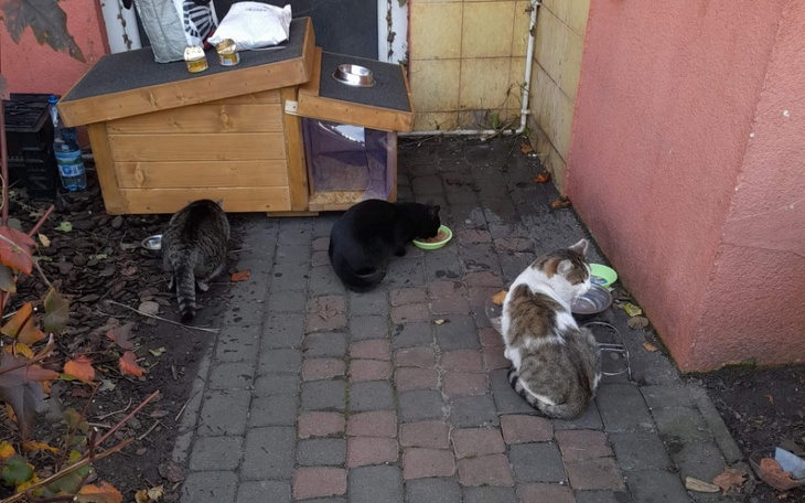 Zbiórka Pełna miska dla kotełków - zdjęcie główne