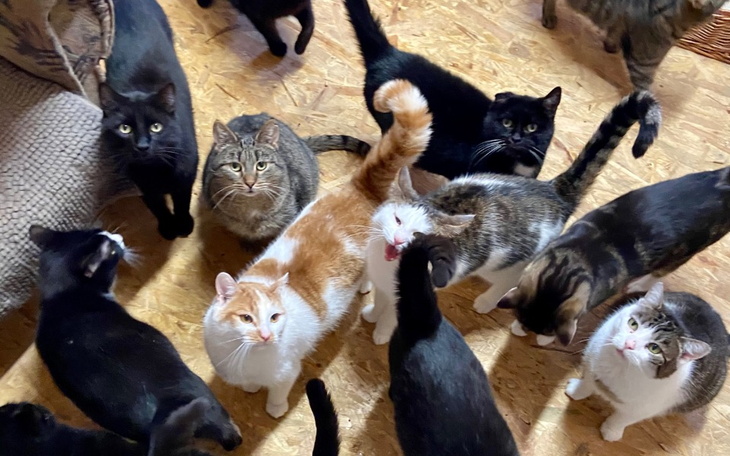 Zbiórka Karma dla 130 podopiecznych - zdjęcie główne