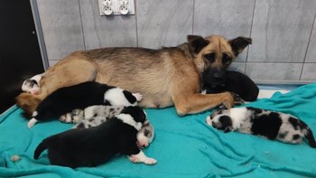 Zbiórka 15 psich żyć - BĘDĄ ŻYŁY - miniaturka zdjęcia