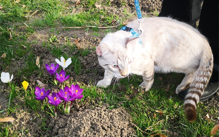 Zbiórka Dla kotka na operacje. Złamane - zdjęcie główne