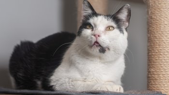 Zbiórka BARF dla chorowitków - listopad - miniaturka zdjęcia