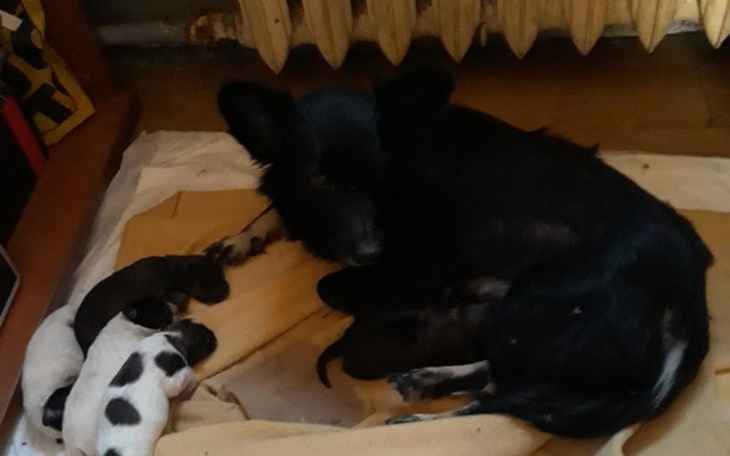 Zbiórka Kastracja Pusi - zdjęcie główne