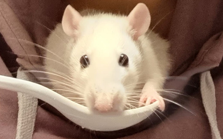 Zbiórka Łodzianki - zdjęcie główne