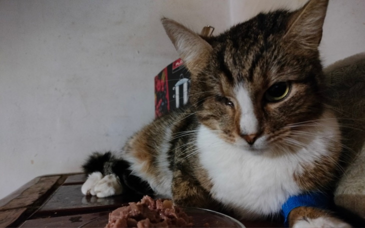 Zbiórka Ratujemy życie kota Śleputka - zdjęcie główne