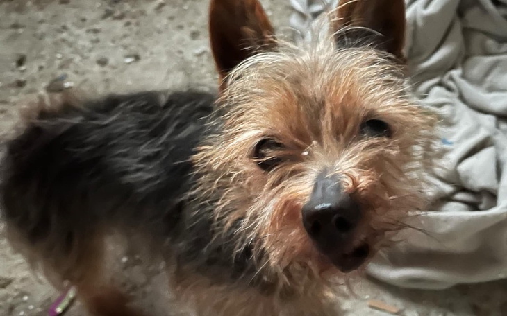 Mały pies z wyrazem twarzy, patrzący w obiektyw.