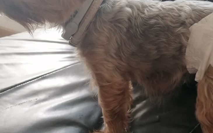 Zbiórka Potrzebuję na operacje suczki - zdjęcie główne