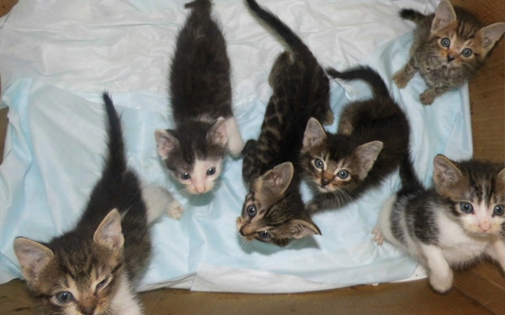 Zbiórka Zakup kojca dla kociąt w KJ. - zdjęcie główne