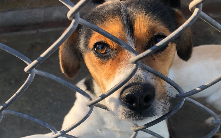 Zbiórka Psiaki i Kociaki Azyl Tarnowski - zdjęcie główne