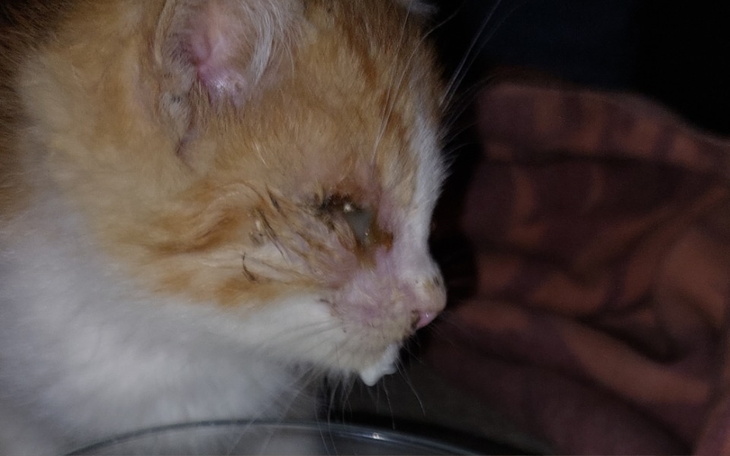 Zbiórka Leczenie bezdomnego koteczka - zdjęcie główne