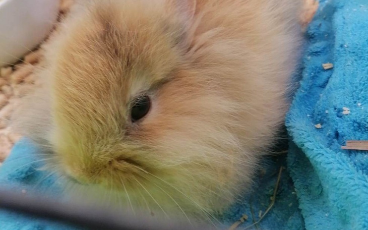 Zbiórka Zbiórka na operac - zdjęcie główne