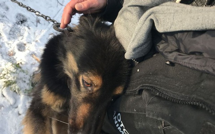 Zbiórka Głodujące, marznące i samotne... - zdjęcie główne