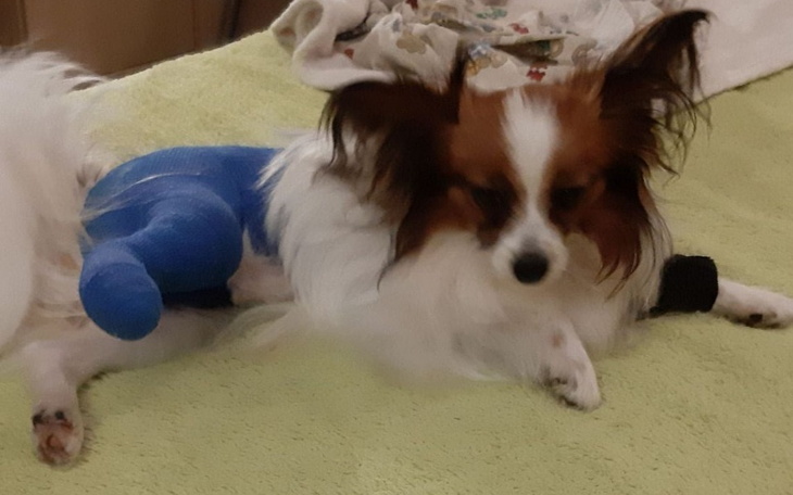 Zbiórka Psiak uratowany z pseudohodowli - zdjęcie główne