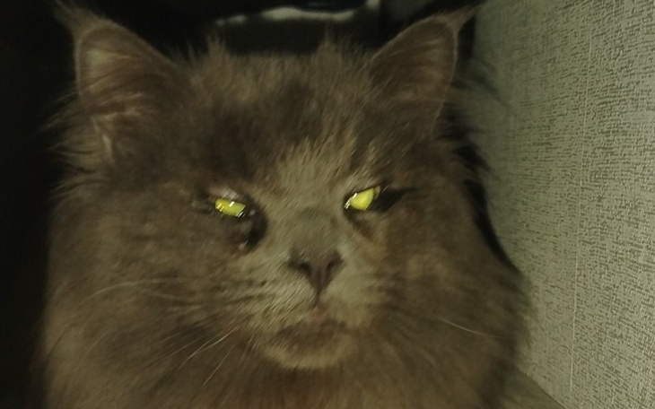 Portret kota o szarej sierści z intensywnym spojrzeniem.