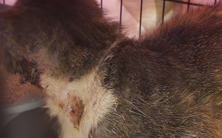 Zbiórka Wiesiek - kot z dziurą w szyi - zdjęcie główne