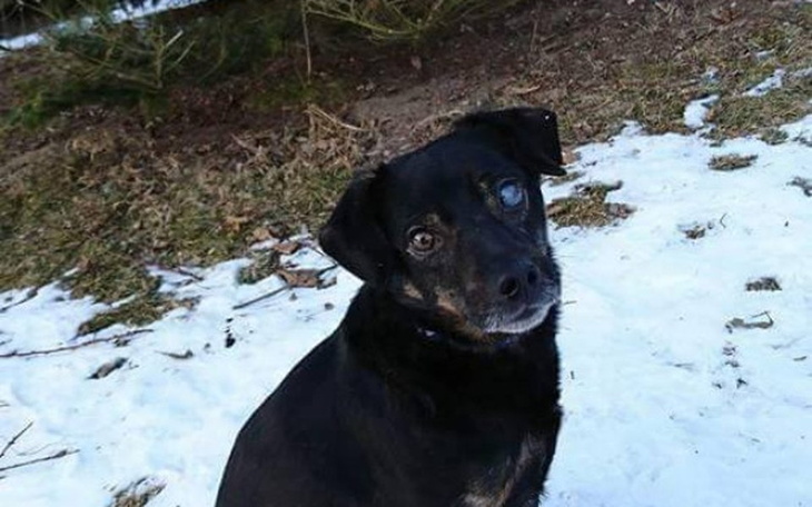 Zbiórka Zdrowe oczka dla Dyzia - zdjęcie główne