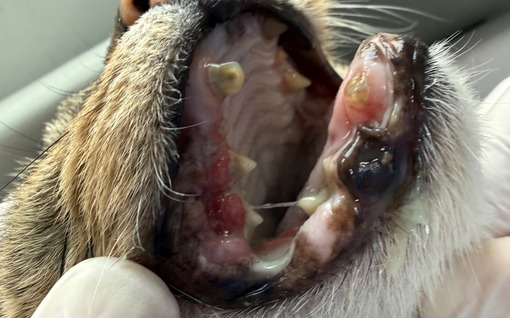 Zdjęcie z problemami zdrowotnymi u zwierzęcia.