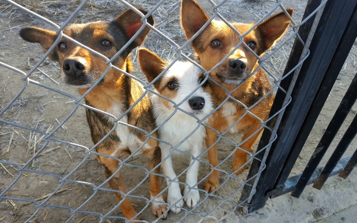 Trzy psy patrzące przez ogrodzenie, czekające na pomoc.