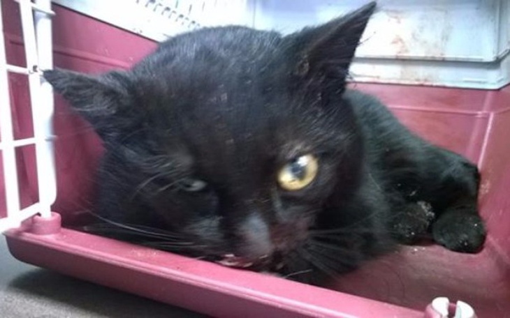 Zbiórka Widziałem śmierć-miała koła.. - zdjęcie główne