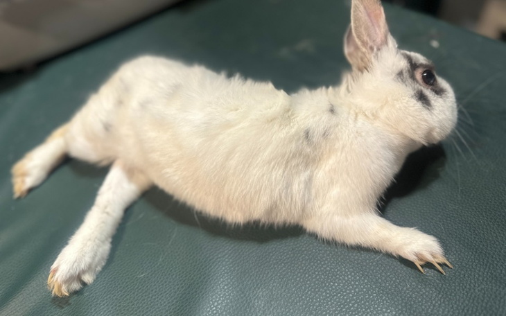 Biały królik leżący na zielonym tle.