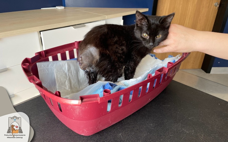 Zbiórka Lili - amputacja ogonka - zdjęcie główne