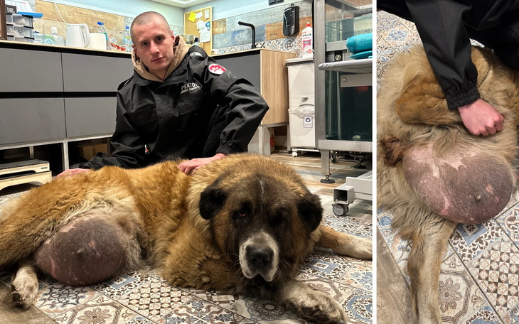 Czarny pies z zieloną obrożą, głaskany przez człowieka.