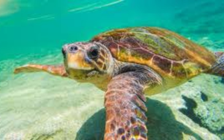 Zbiórka Biedne żółwie z afryki - zdjęcie główne