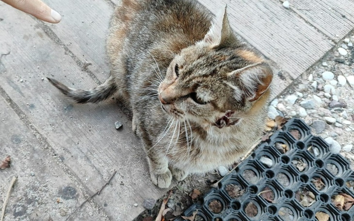 Zbiórka Sauna z Ropniem prosi o pomoc. - zdjęcie główne