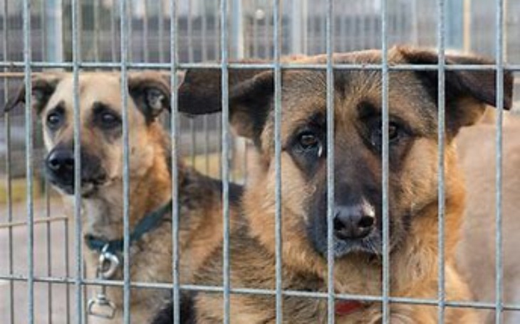 Zbiórka na schroniska na karmę - zdjęcie główne