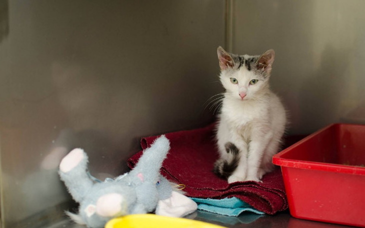 Zbiórka Akcja Sterylizacja w FMK - zdjęcie główne