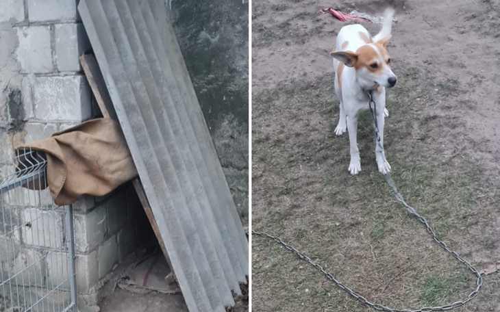 Zbiórka Transport suni z łańcucha - zdjęcie główne