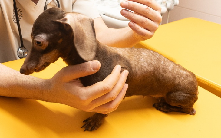 Weterynarz badający małego psa rasy jamnik.