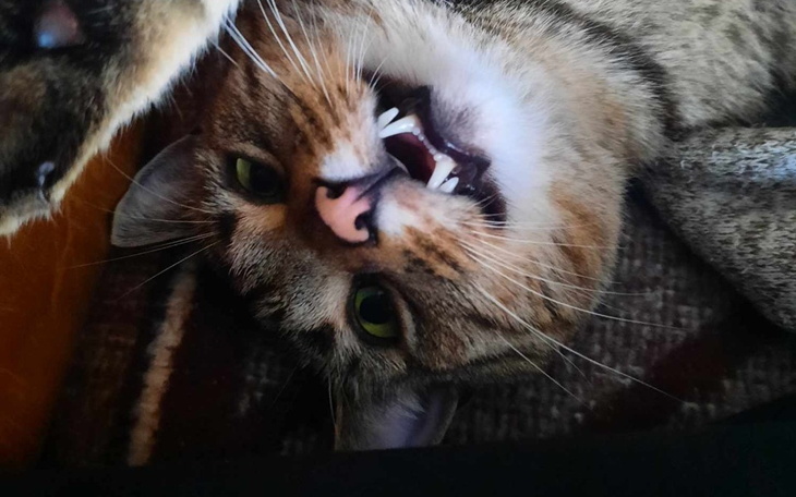 Zbiórka Bonifacy zbiera na diagnostykę - zdjęcie główne