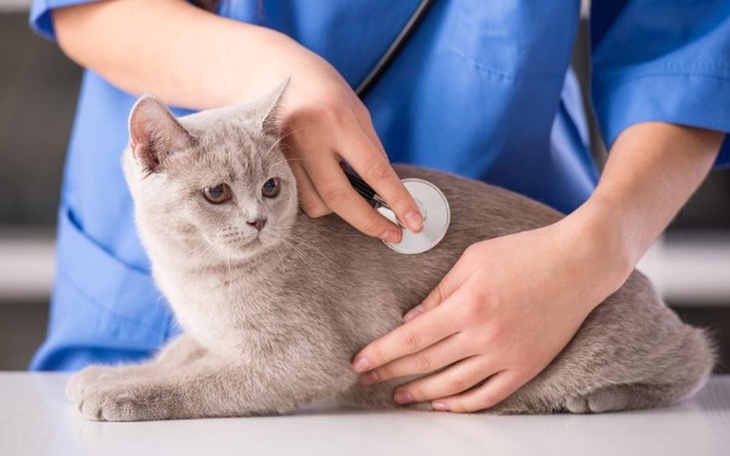 Zbiórka Szczepionk dla kotków - zdjęcie główne