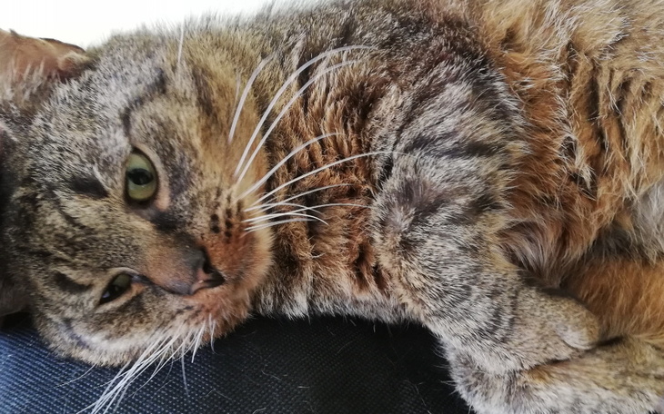 Zbiórka Życie dla Teosia - zdjęcie główne