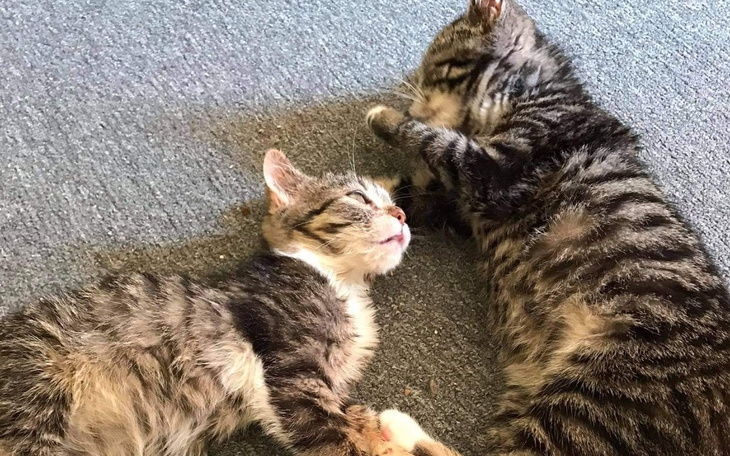 Zbiórka Wyrok czy życie.Pilnie rezonans - zdjęcie główne