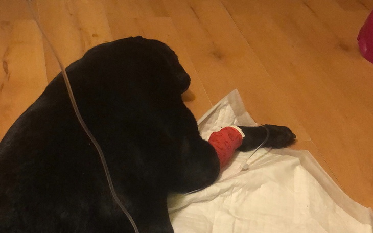 Zbiórka Walka o życie ukochanego psa - zdjęcie główne