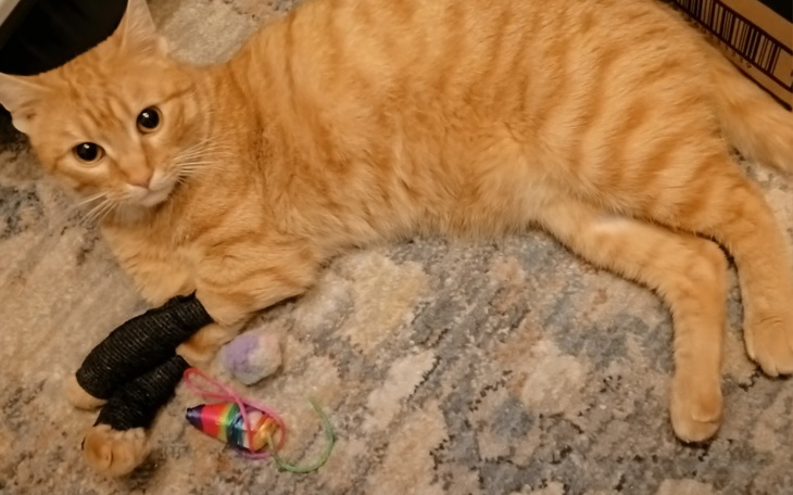 Rudy kot leżący na dywanie z zabawkami.