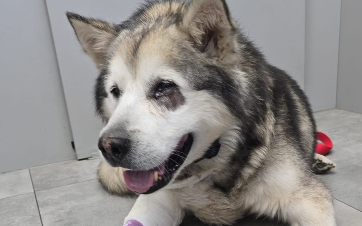 Pies z bandażem na łapie, uśmiechnięty i zrelaksowany.